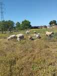 Vendo animais de campo