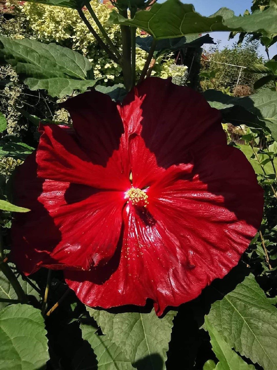Hibiskus bagienny - MEGA KOLEKCJA - olbrzymi kwiat