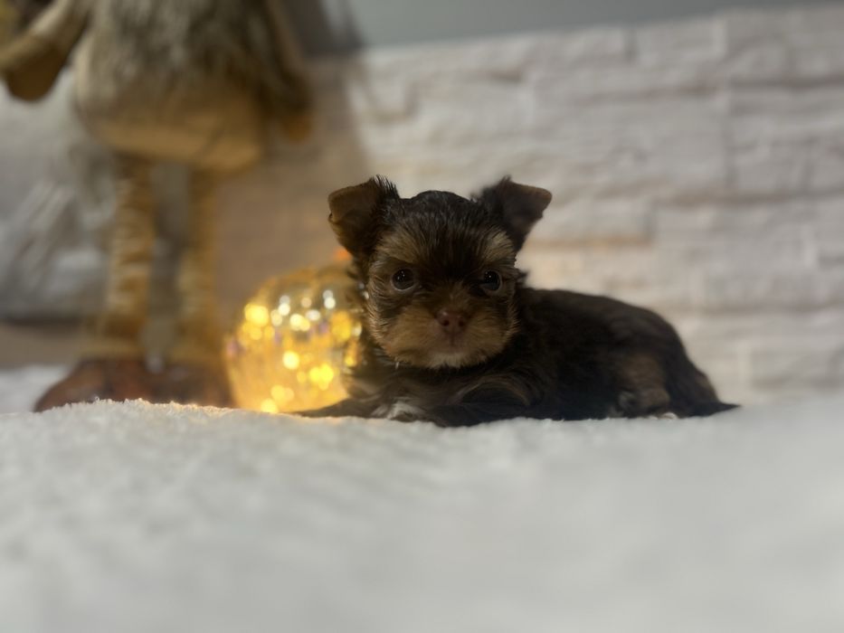 Yorkshire terrier pies