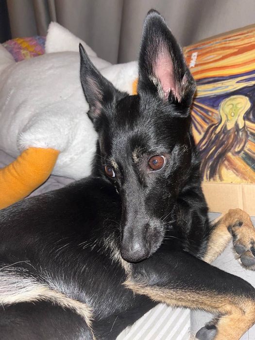 ПРОПАЛА СОБАКА! Допоможіть знайти нашу дівчинку!