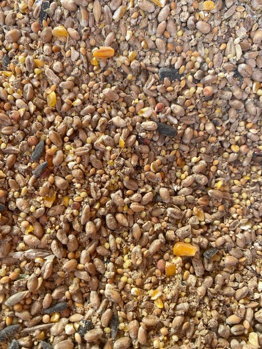 Pasza dla kur niosek SYPKA Pełne Ziarno 25 kg Hurtownia Pasz - DOWÓZ