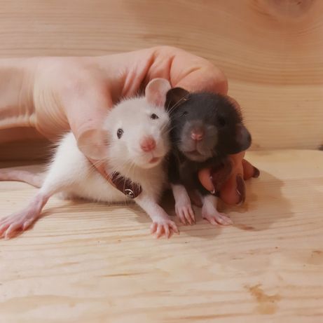 Крысы дамбо,Крыски,крысята и клетки для них
