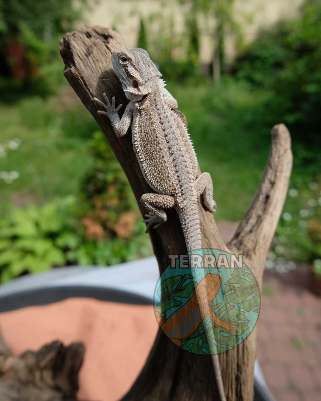 Agama brodata jaszczurka dla początkujących gekon