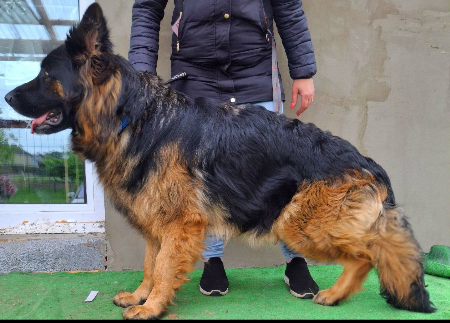 Owczarek Niemiecki masywne machoniowe