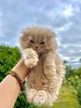 Gatinho Scottish Fold HighLand