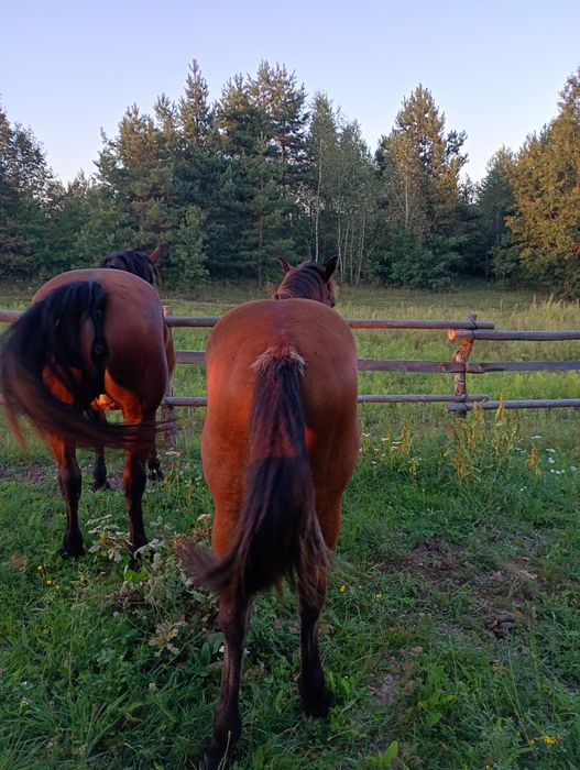 Продам лошицю 1 рік