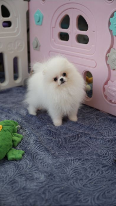 Urocza suczka Pomeranian – mały diament o wielkim sercu