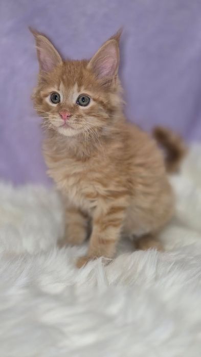 Śliczny kocurek Maine Coon