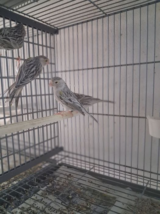 Canarios de 2025 para cedência