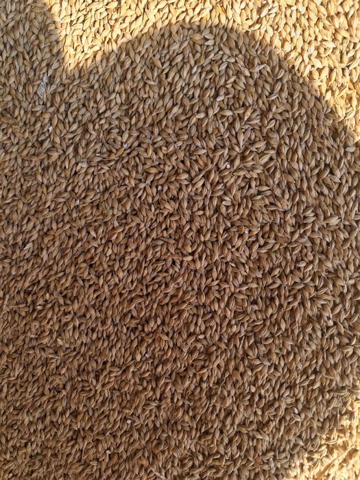 Jęczmień Pszenica Owies 2025 suchy szybka dostawa