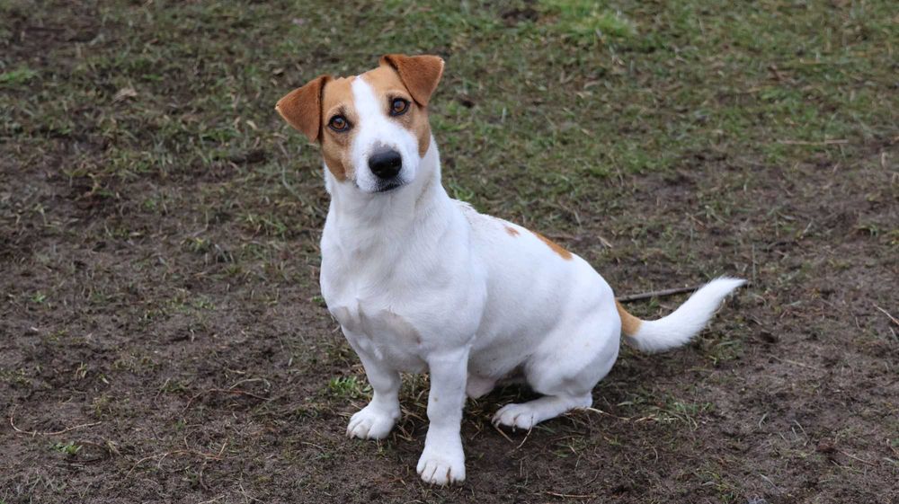 Urocza suczka Jack Russell Terrier z hodowli "BREFIO" /bad. genetyczne