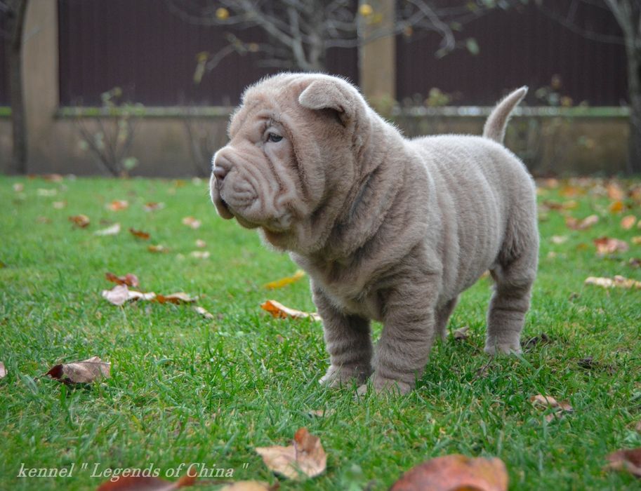 Шар-Пеі   VIP цуценята