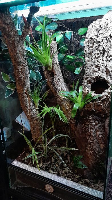 Terrarium 45x45x80 bioaktywne gekon uszaty orzęsiony