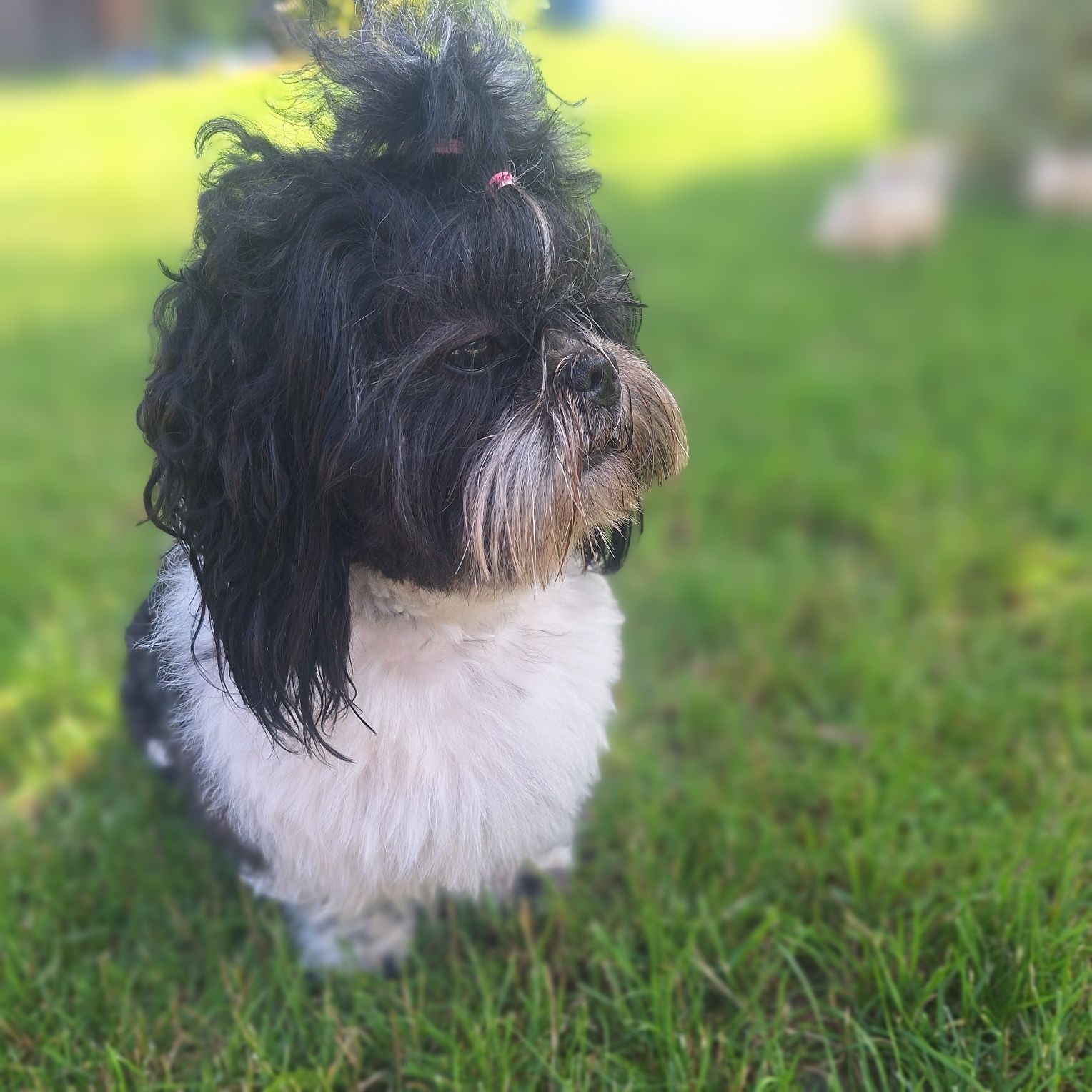 Reproduktor shih tzu