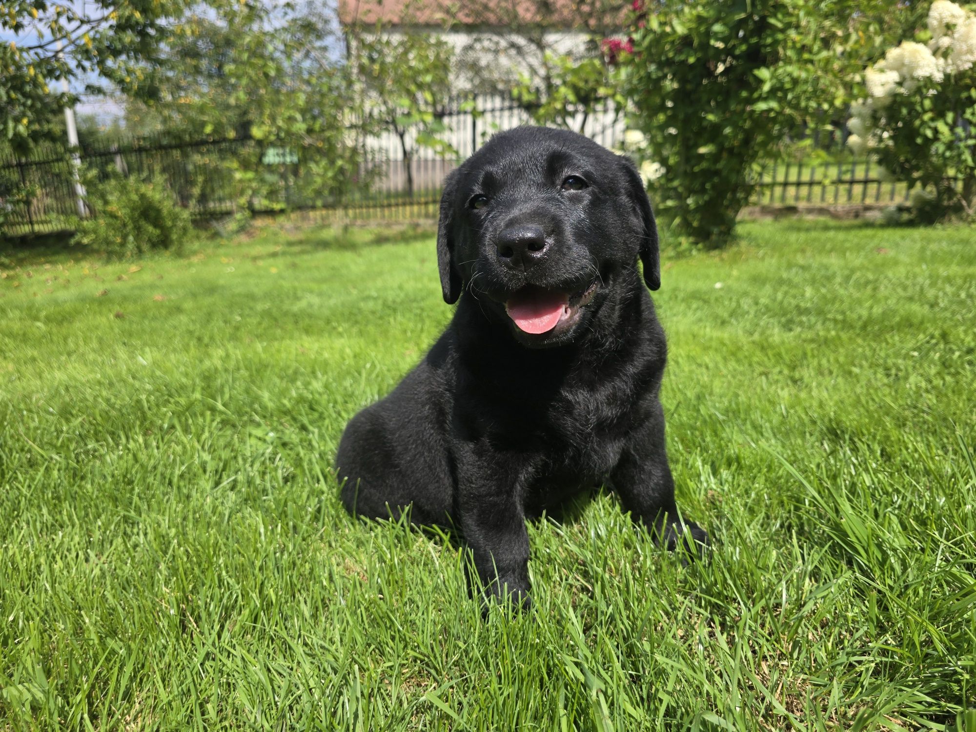 Labrador Retriever! Czarny, grubej kości szczeniak!