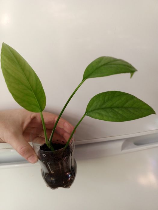 Шлюмбергера варієгатна. Епіпремнум. Ріпсалідопс