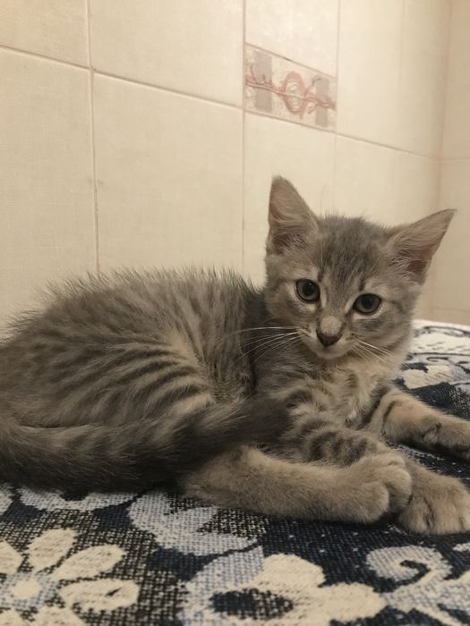 Відам кошеня в добрі руки!