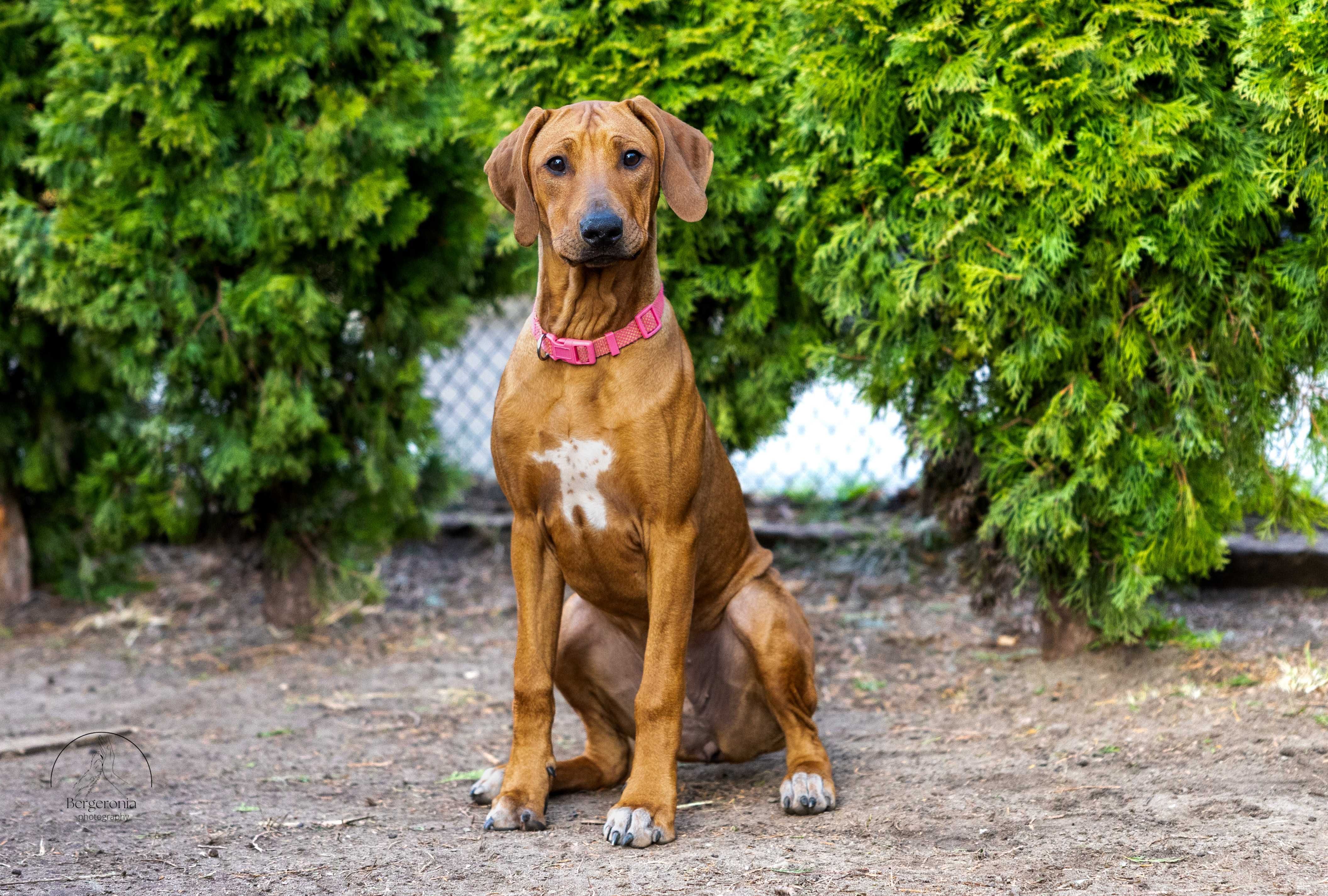 Rhodesian Ridgeback FCI