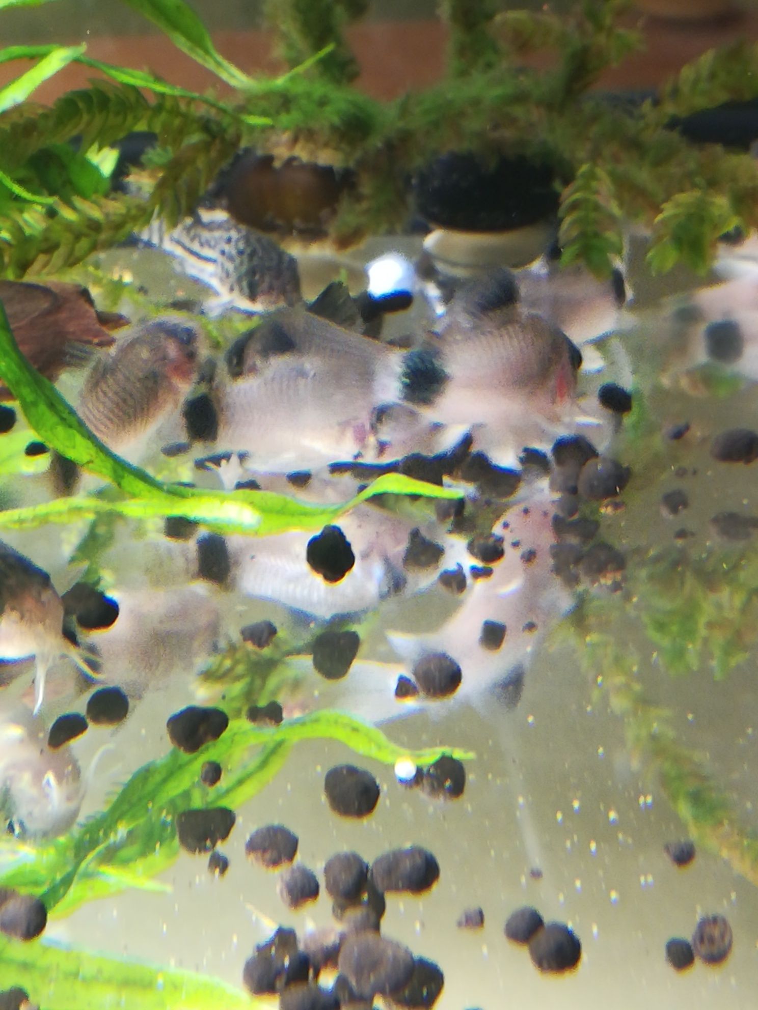 Kirys Kirysek Panda