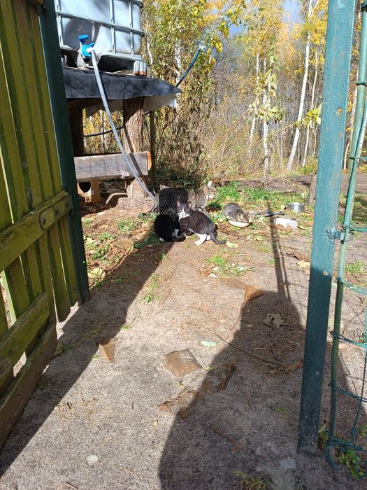 Bezdomne kotki czekają na dom