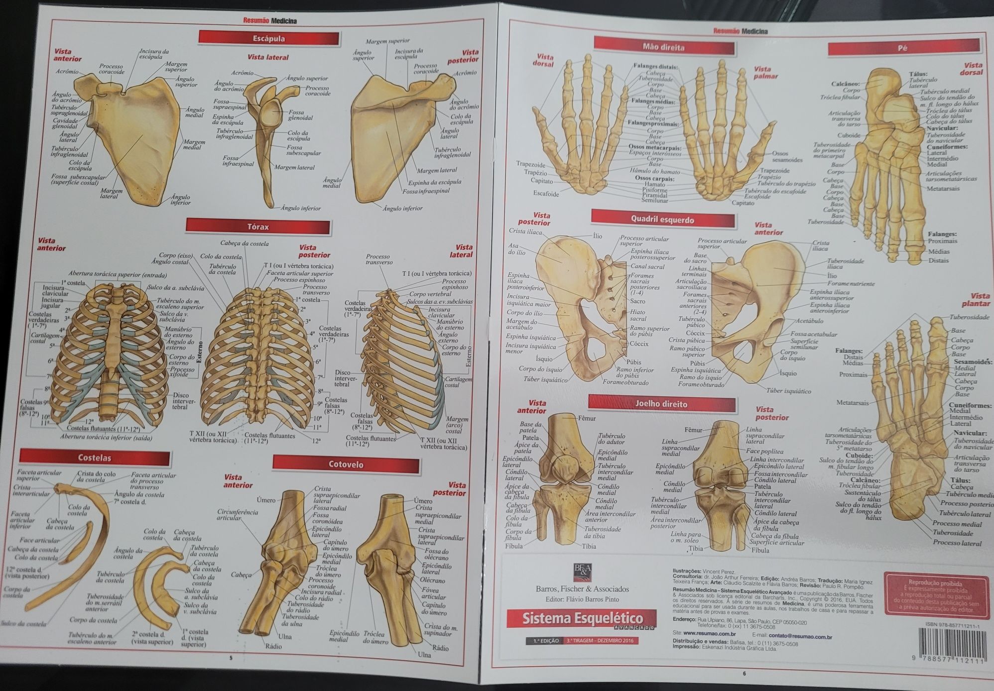 Fichas resumo de Anatomia