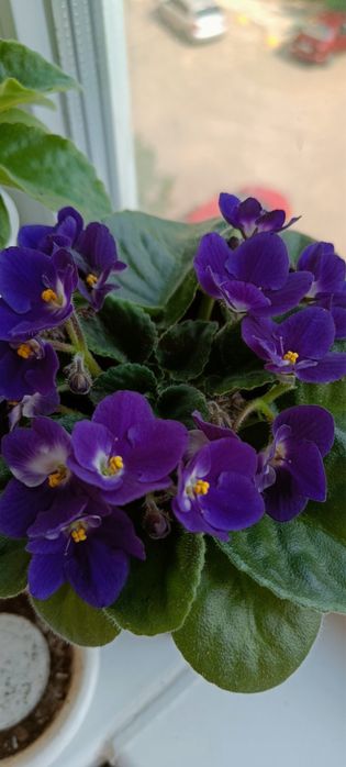 Фіалки. Продаю фіалки