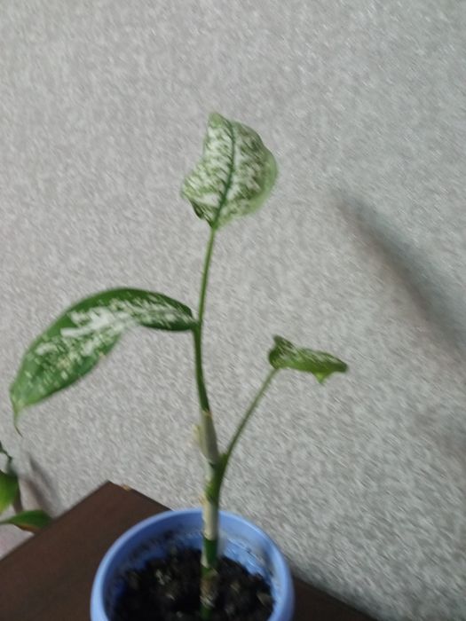 Вазони, дефенбахії