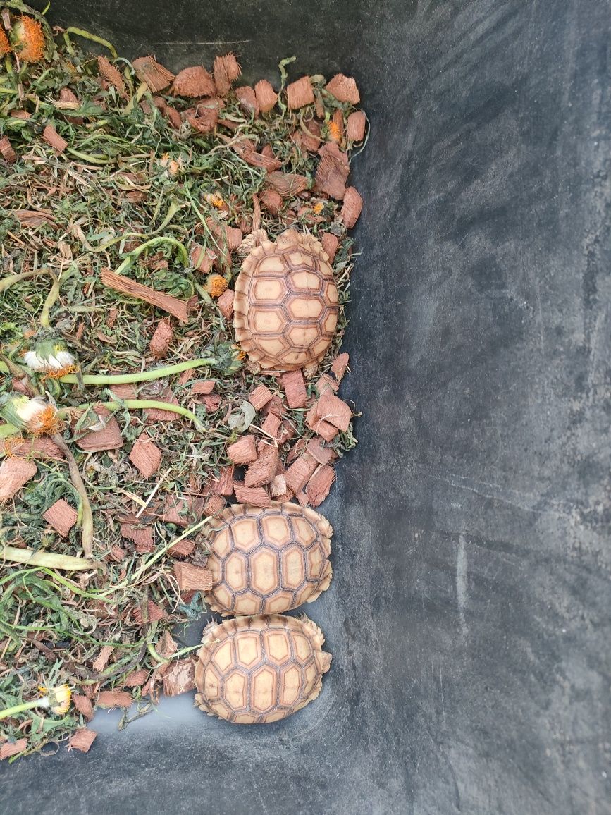 Ż ół w Lą do wy terarium sklep zoologiczny Pirania Olsztyn wysyłka