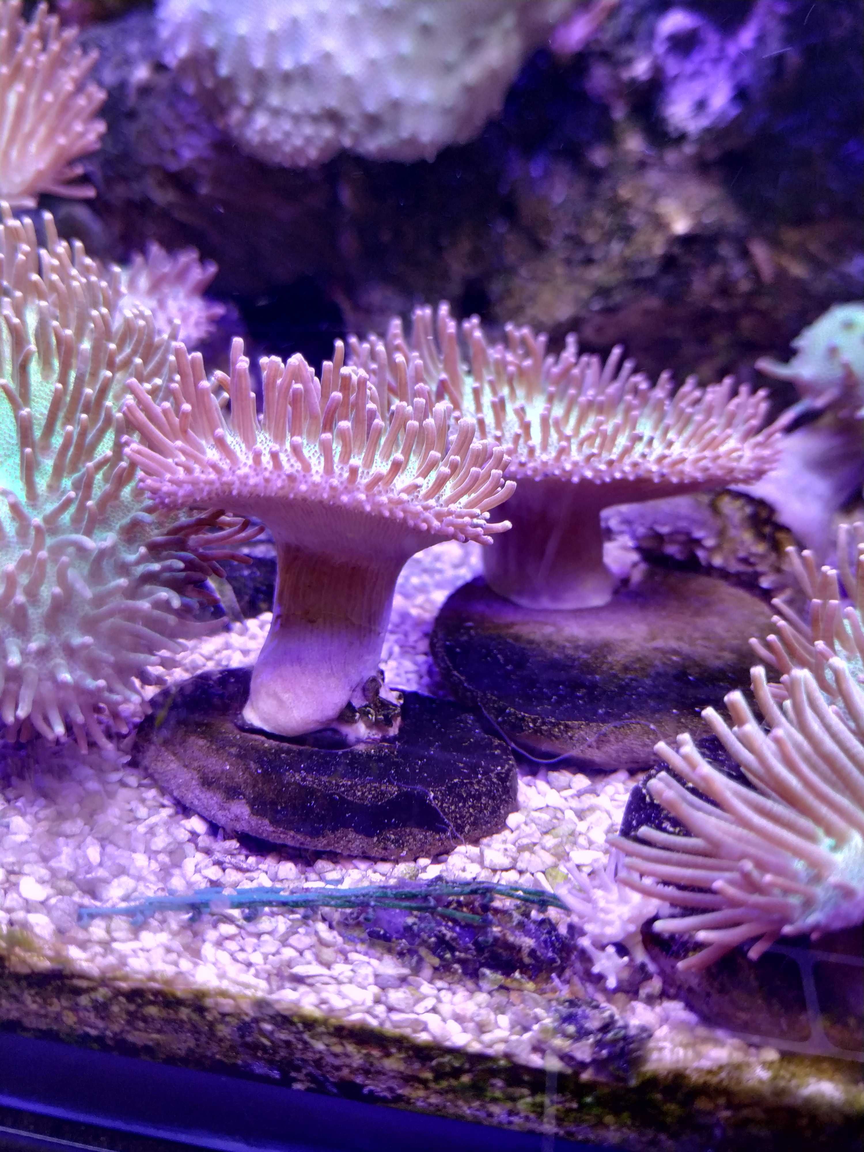 koralowce miękkie