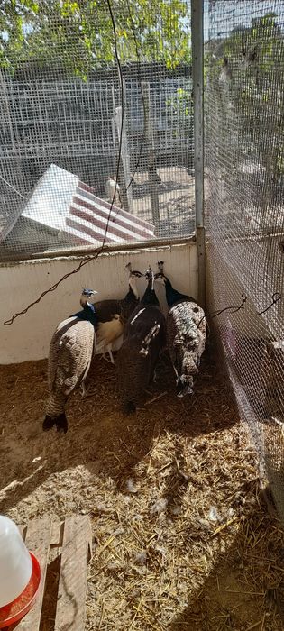 Pavões filhos de pavão branco ,e fêmea real Indiano