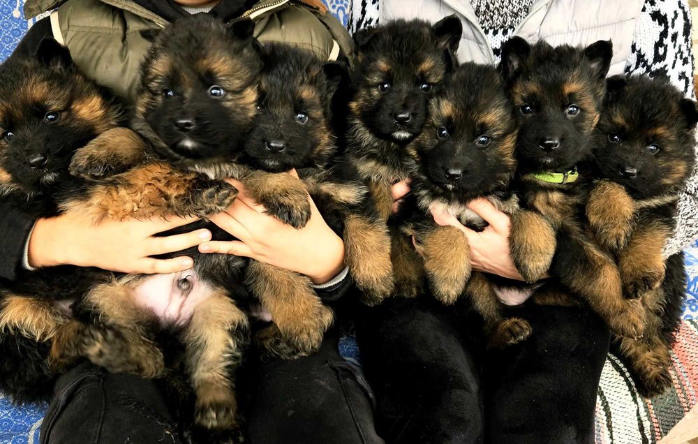 Чистокровні цуценята німецької довгошерстної вівчарки