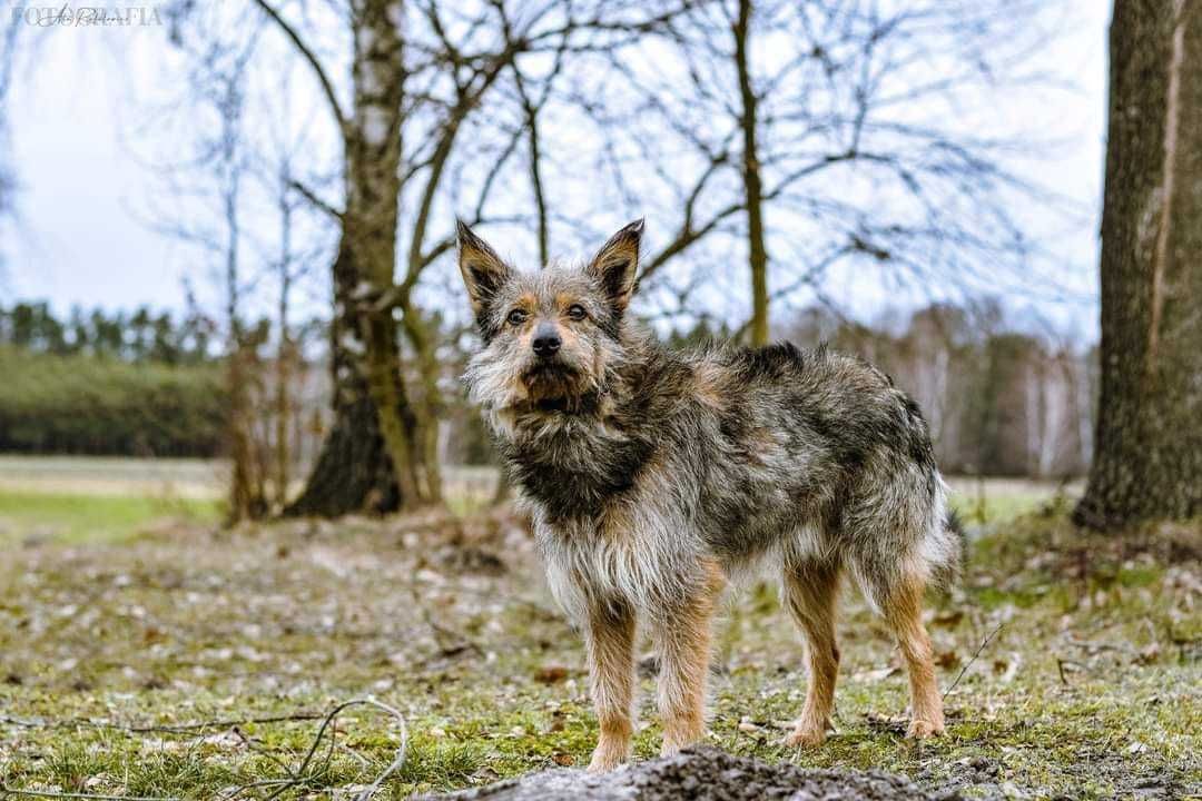 Pies średniego wzrostu Gandalf, przychodzi się przytulać
