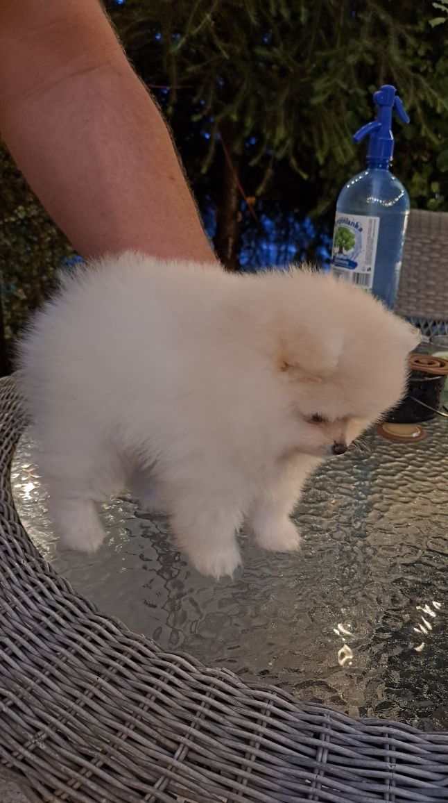 Szpic miniaturowy Pomeranian