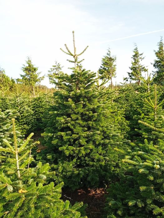 Jodła kaukaska PREMIUM 220-280