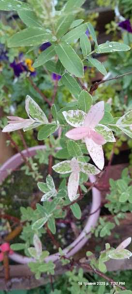 Верба Хакуро Нішики