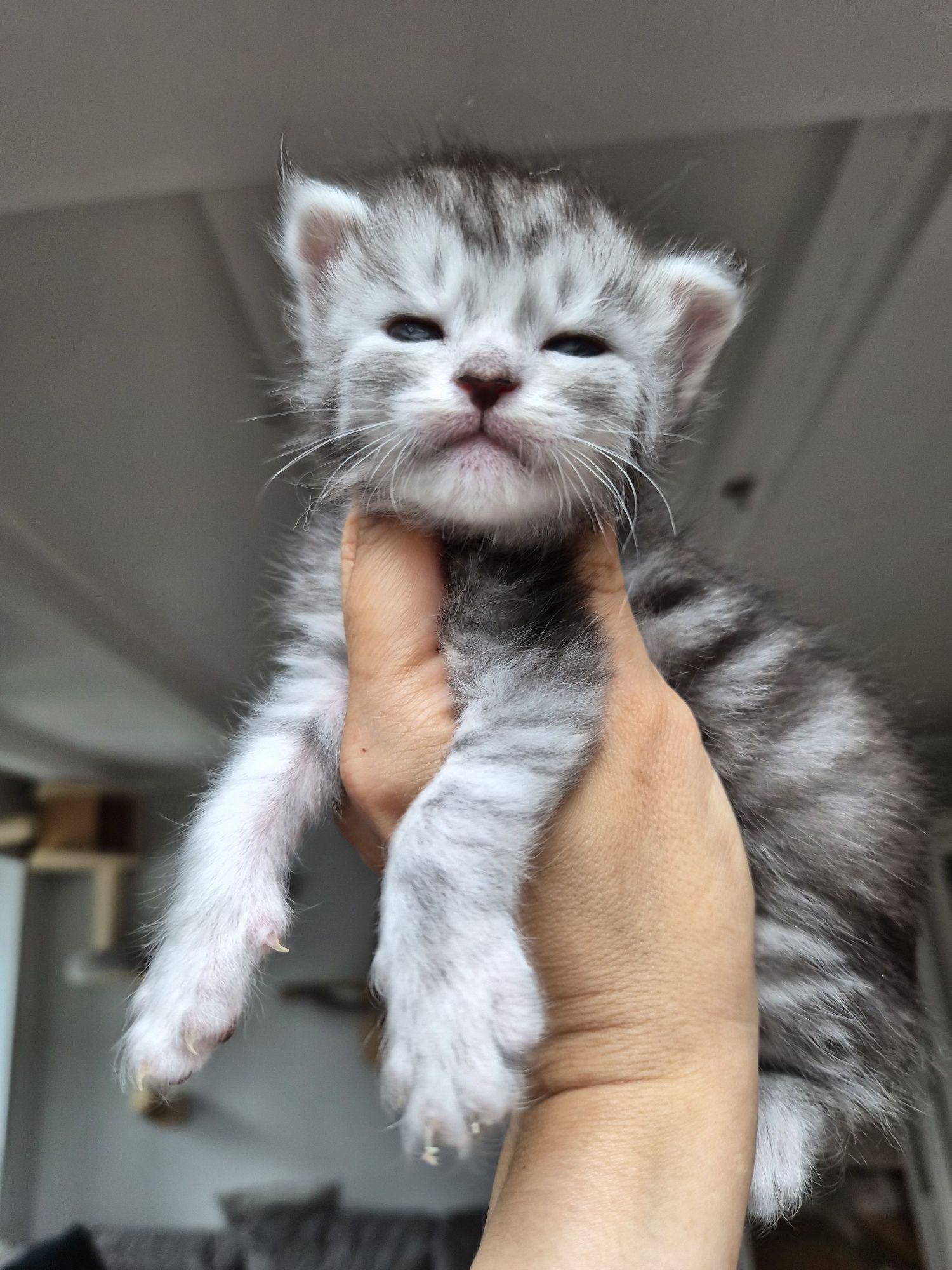 maine coon od behawiorysty kotka srebrna ns23 po championie shaded lin