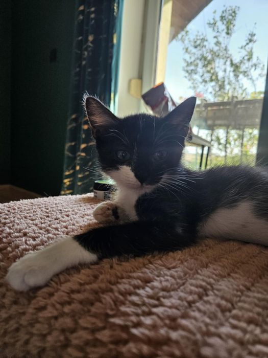 Rumi poleca się do adopcji