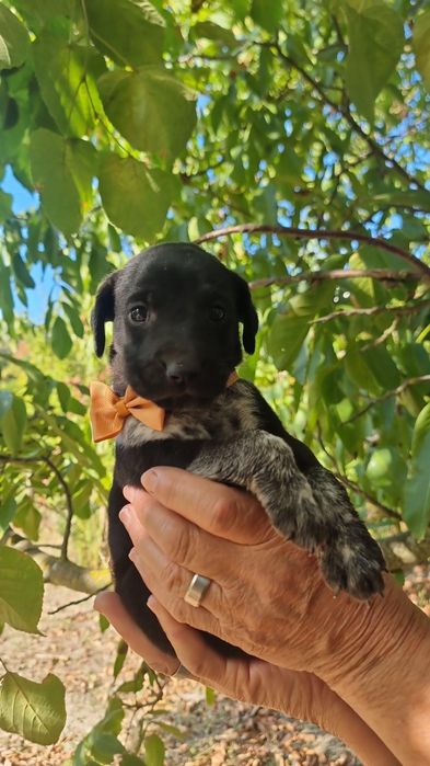Cachorrinhas para adoção