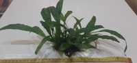 Microsorium pterous  rośliny do akwarium
