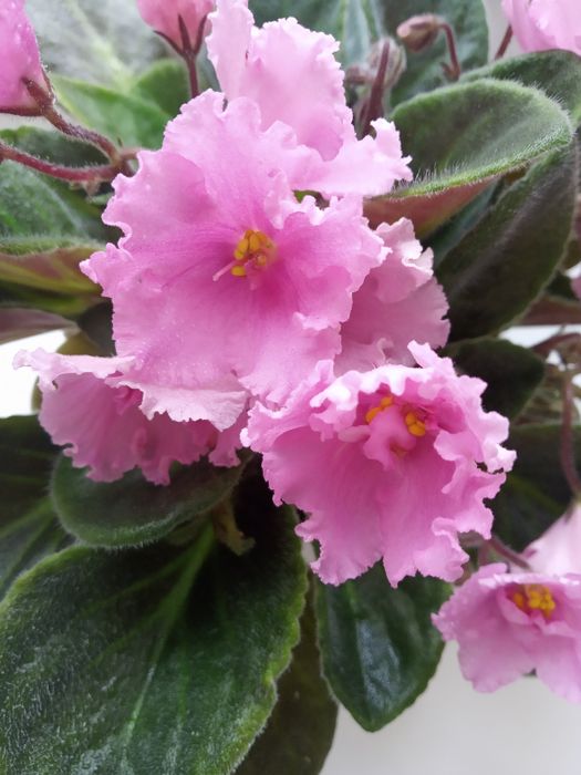 Продажа красивых фиалок