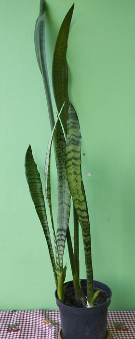 Сансевієрія.  Щучий хвіст