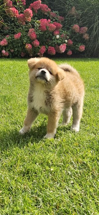 Akita Japońska inu - rodowód