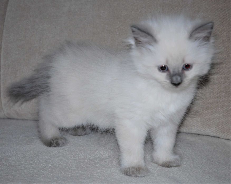 Kotka  kocurek syberyjski neva masquerade