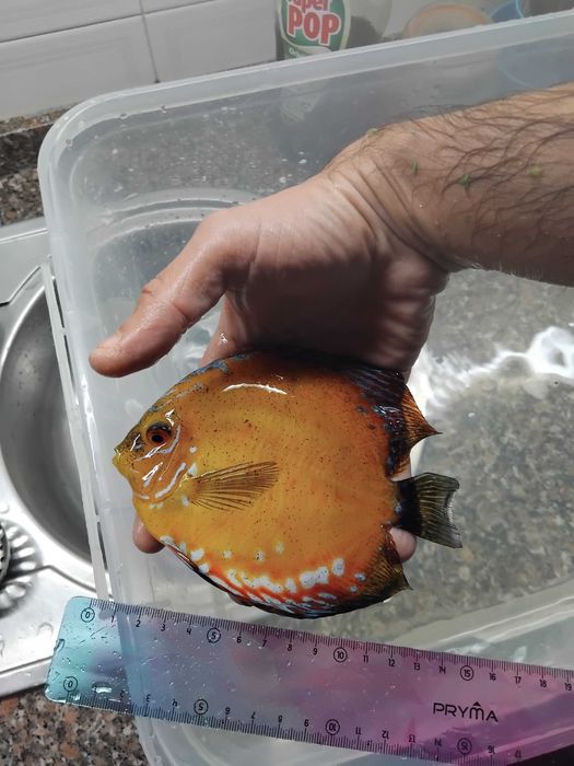 Discus - Vários - Peixes