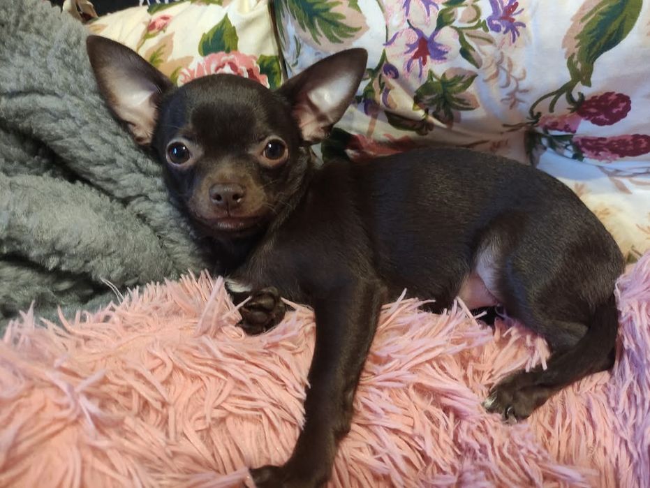 Śliczny piesek Chihuahua gorzka czekolada. Rodowód 4 pokolenia