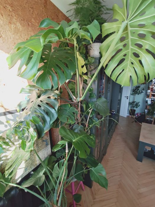 Monstera Deliciosa - dwie sztuki, bardzo duże
