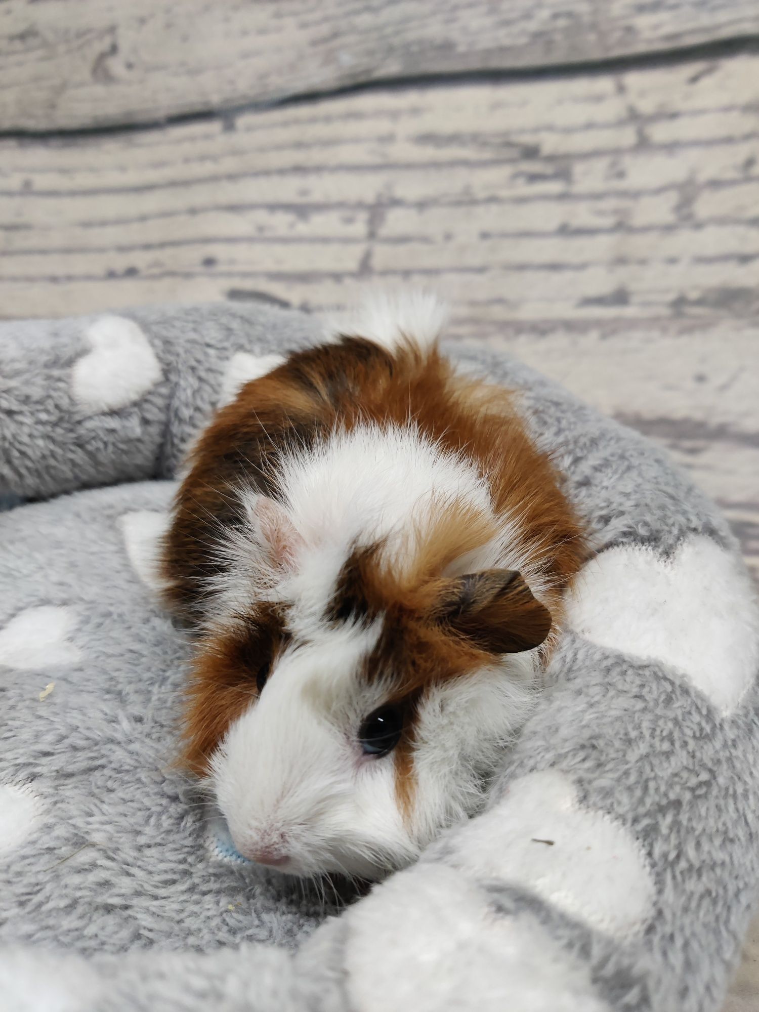 Świnki morskie  sklep zoologiczny Julianowska 7b Łódź