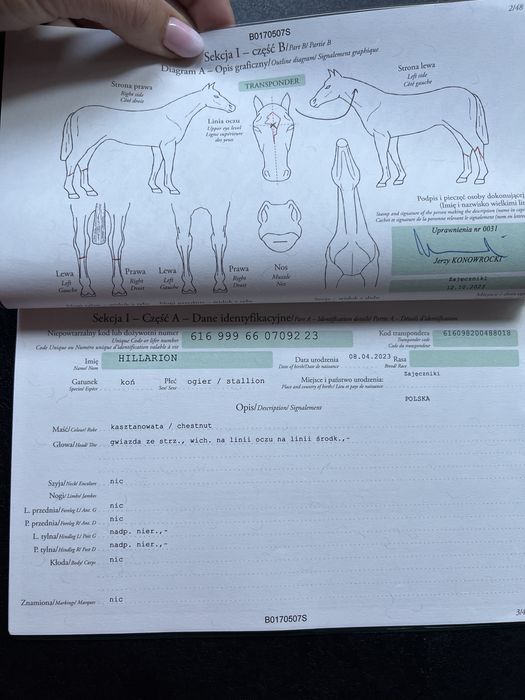 Koń sp walach skoki kwpn