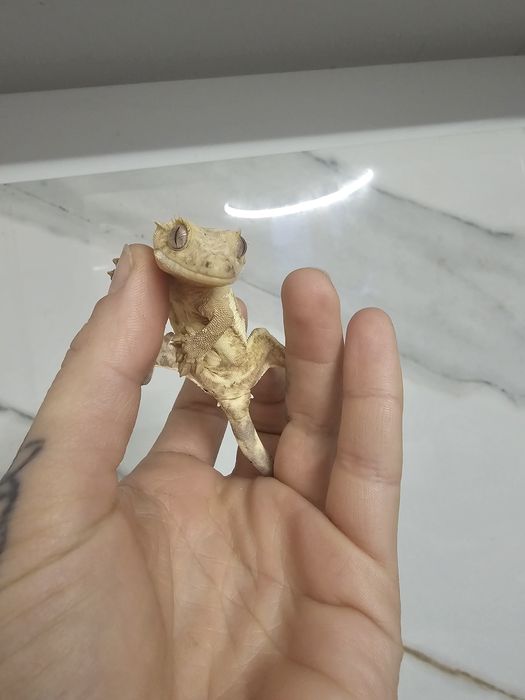 Gekon orzęsiony pinstripe Lili white