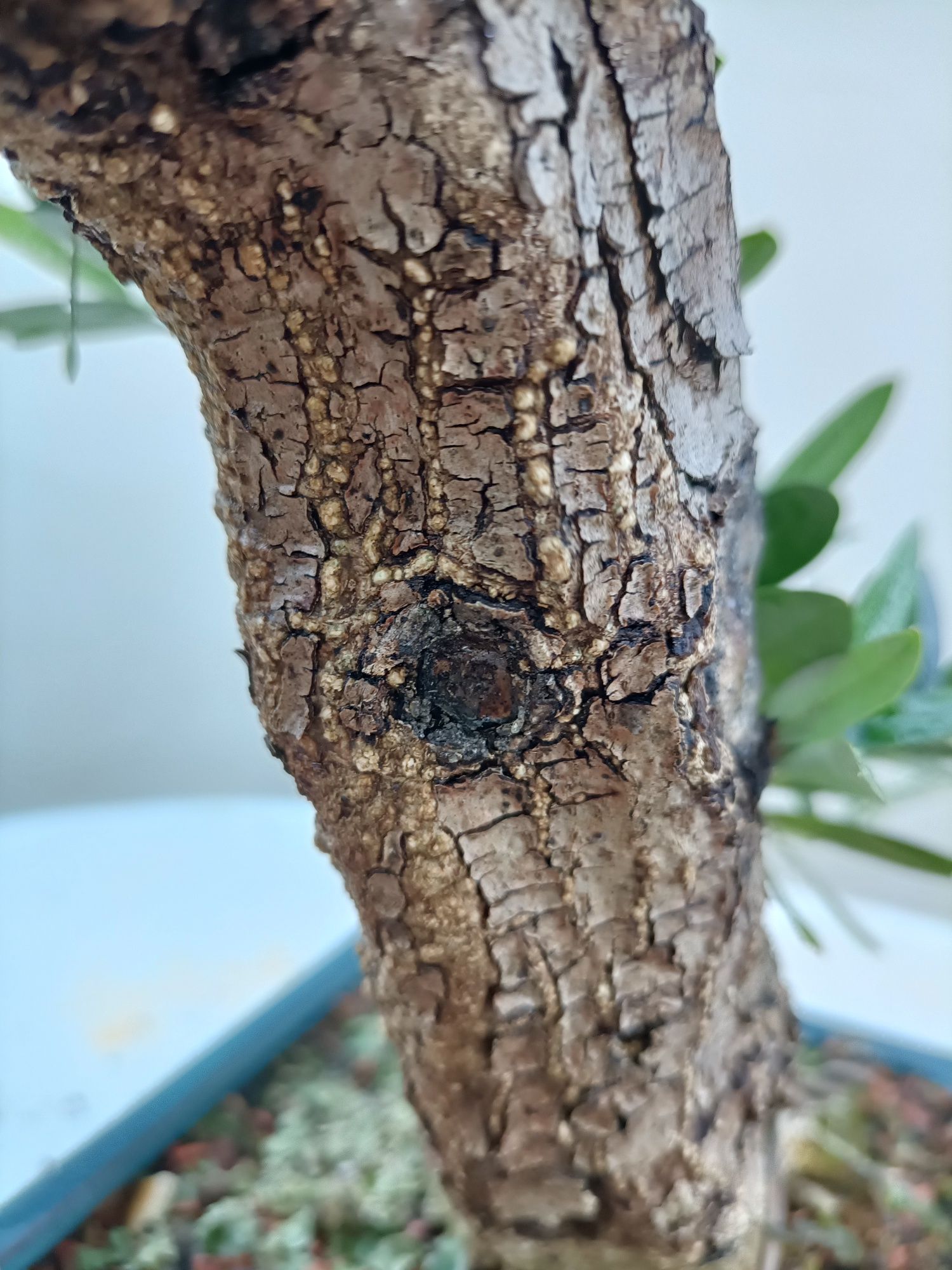 Vendo Oliveira Bonsai